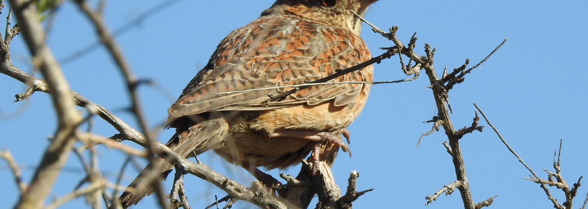Cape Clapper Lark