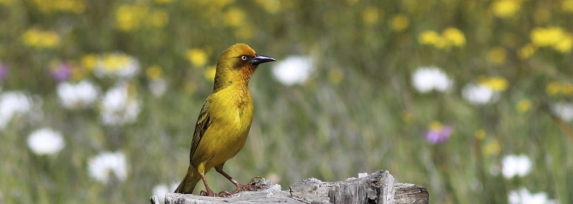 Cape Weaver