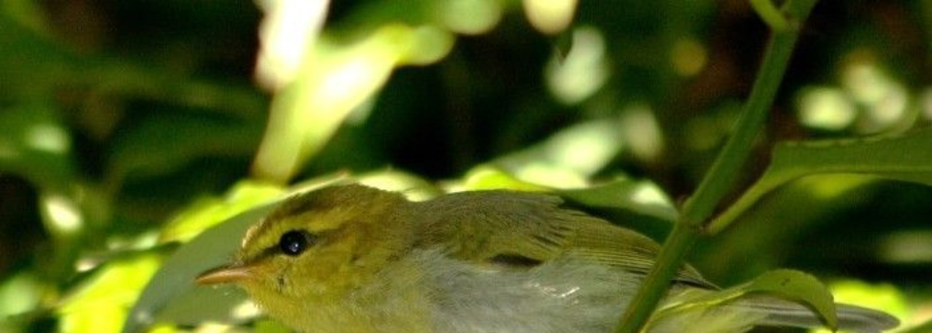 Yellow-throated Woodland Warbler