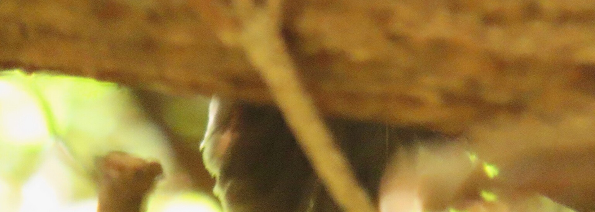Knysna Warbler