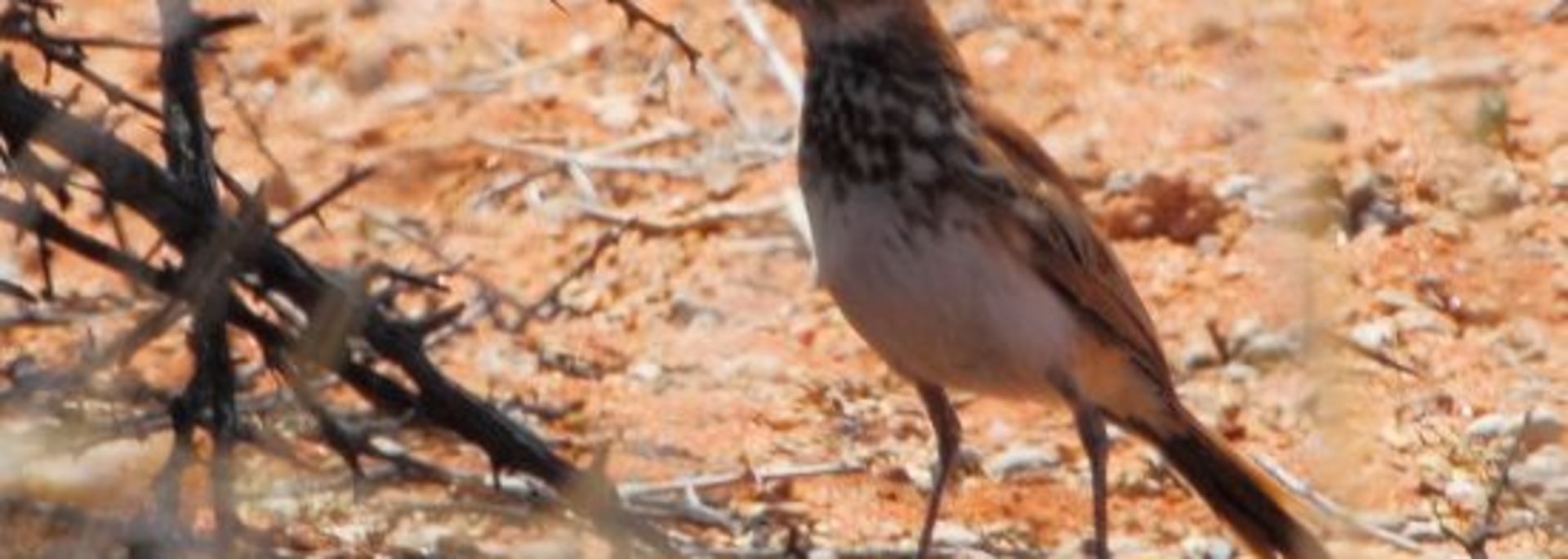 Red Lark