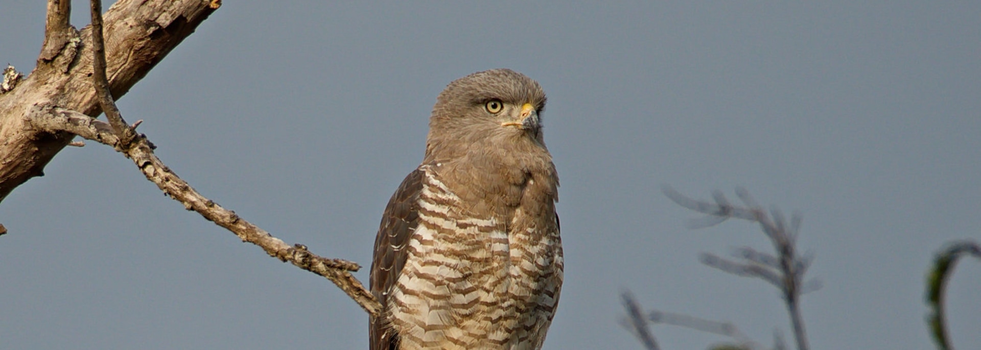 Southern Banded Snake Eagle