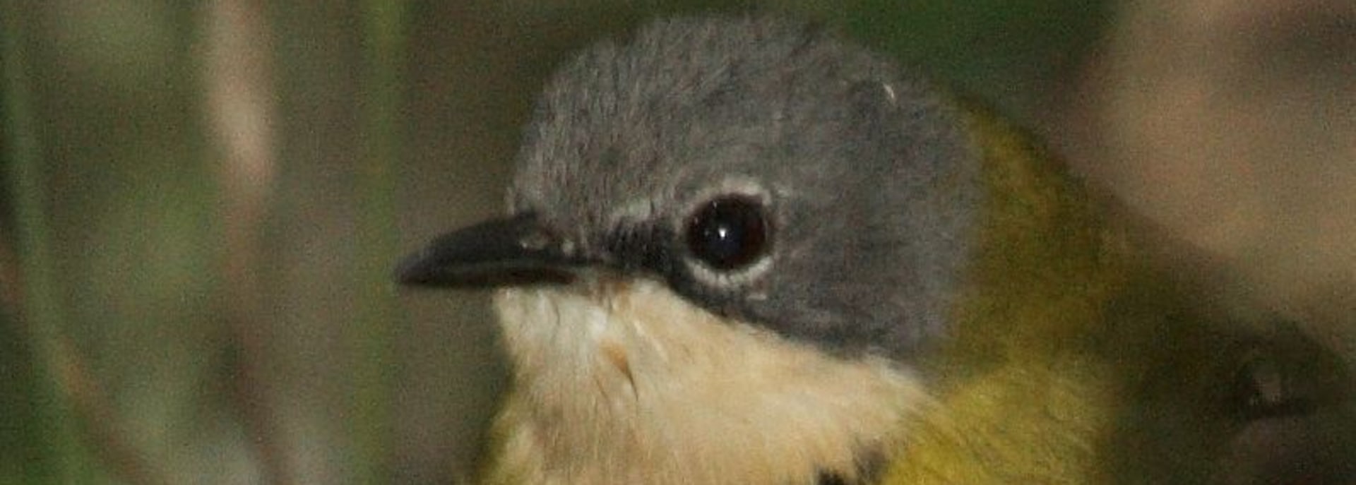 Rudd's Apalis