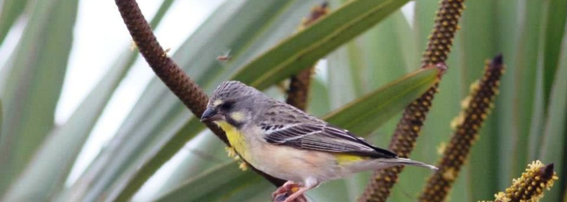 Lemon-breasted Canary