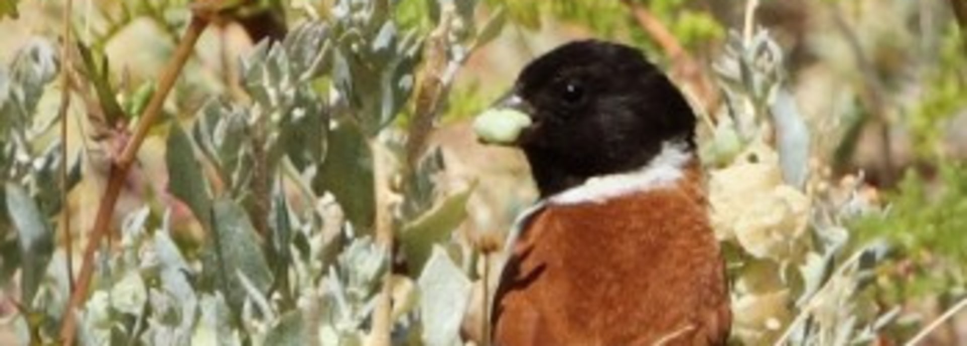 Black-headed Canary