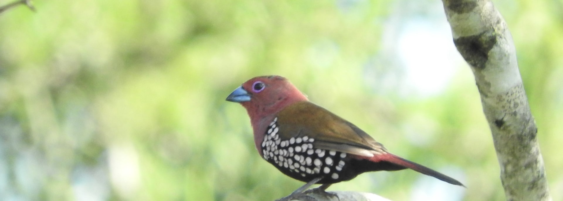 Pink-throated Twinspot