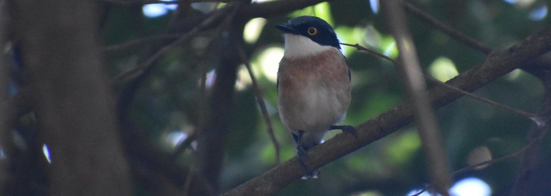 Woodward's Batis