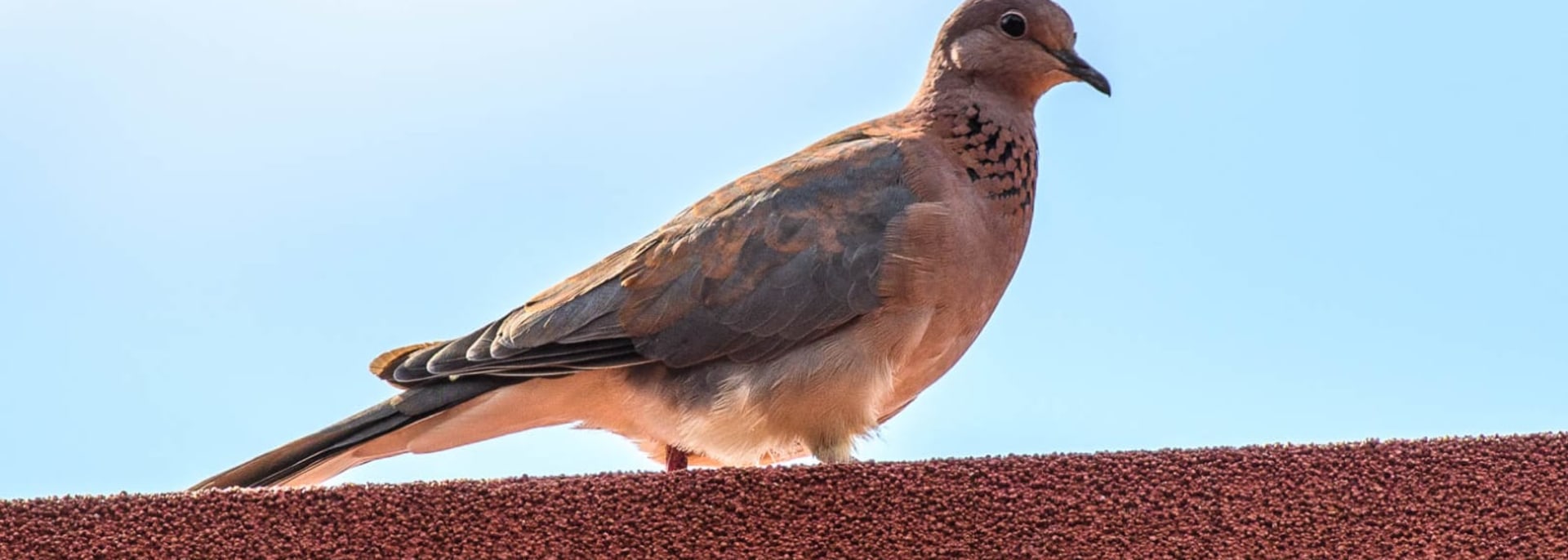 Laughing Dove