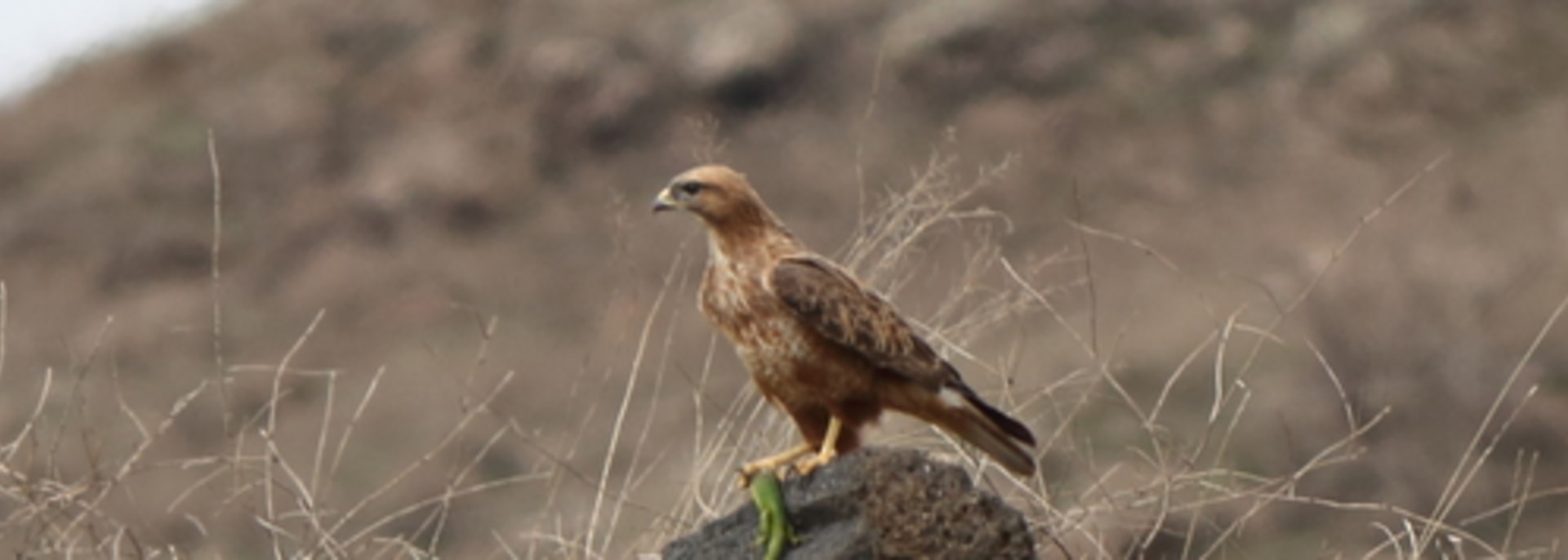 Steppe Buzzard