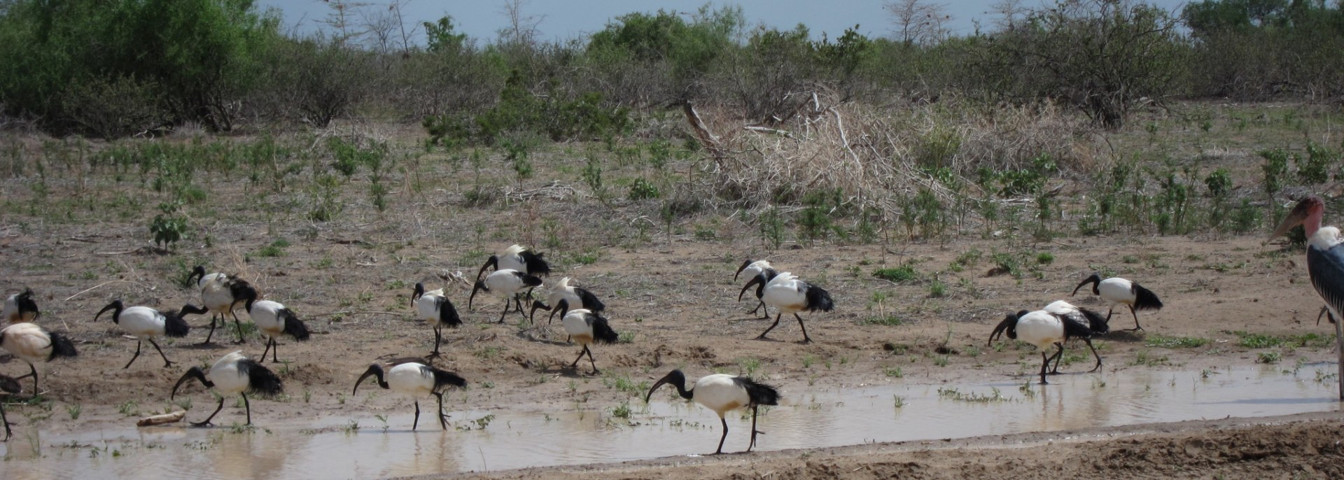 African Sacred Ibis