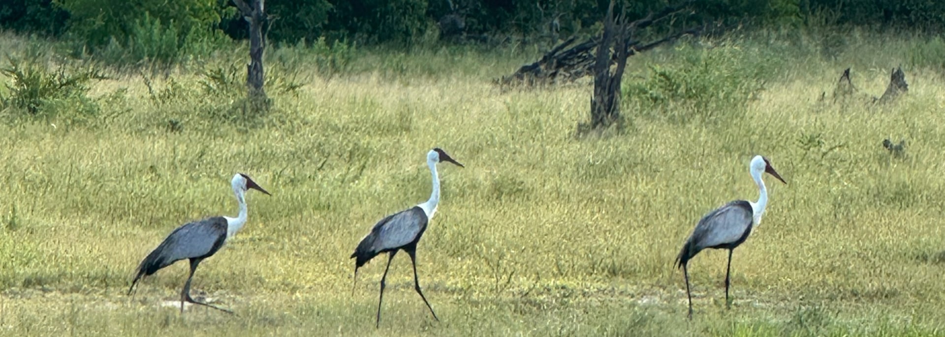 Wattled Crane