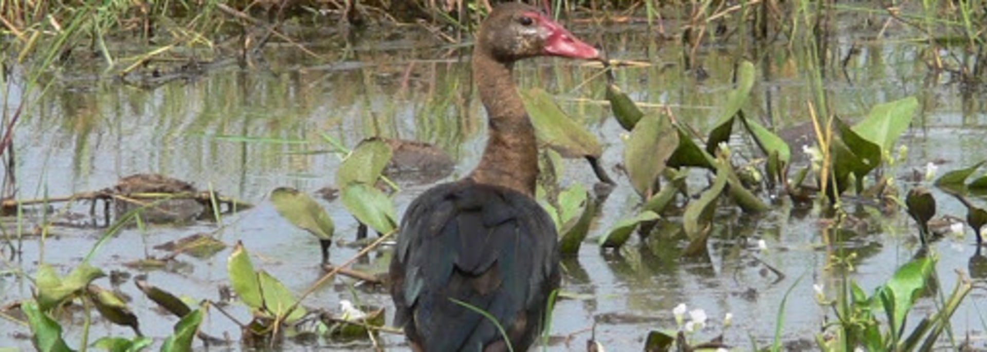 Spur-winged Goose