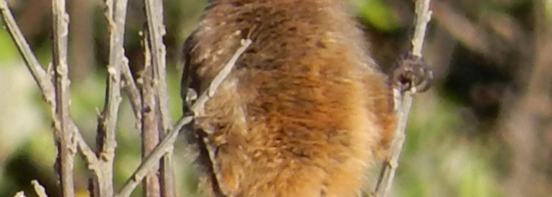 Speckled Mousebird