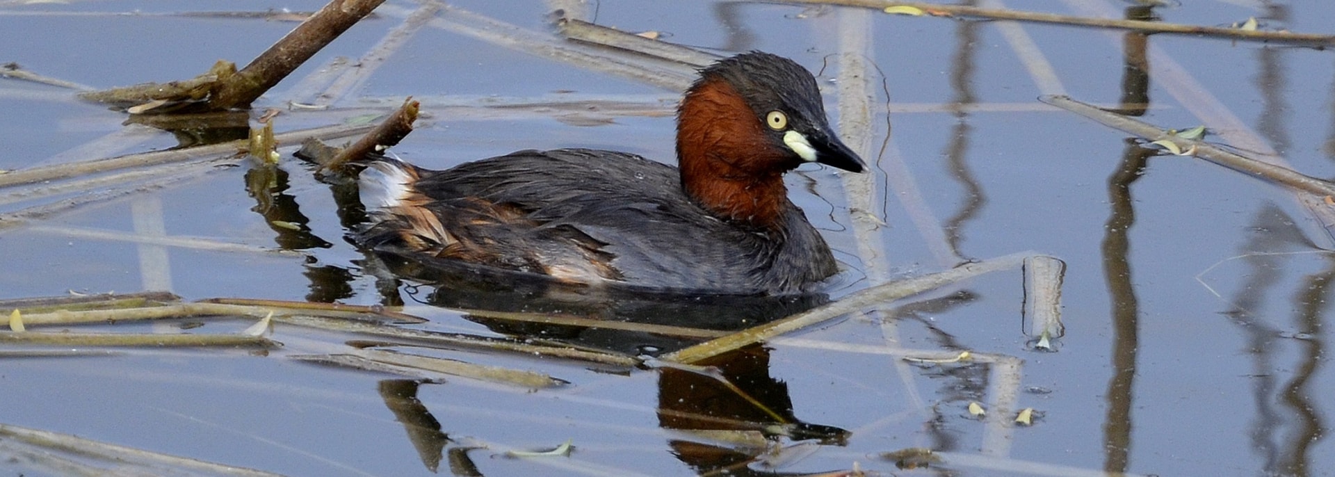 Little Grebe