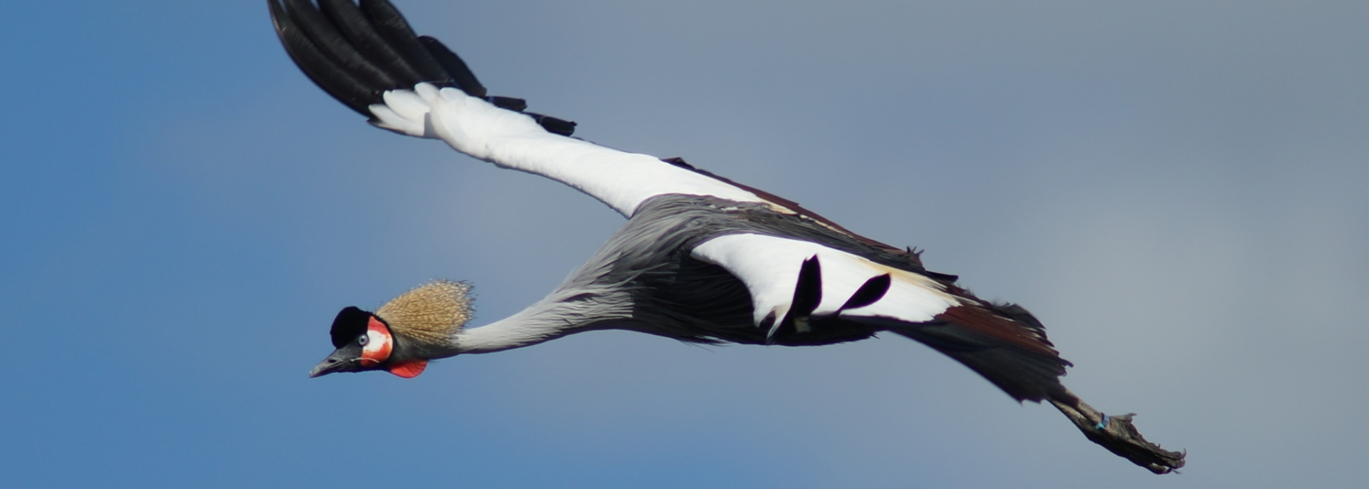 Grey Crowned Crane