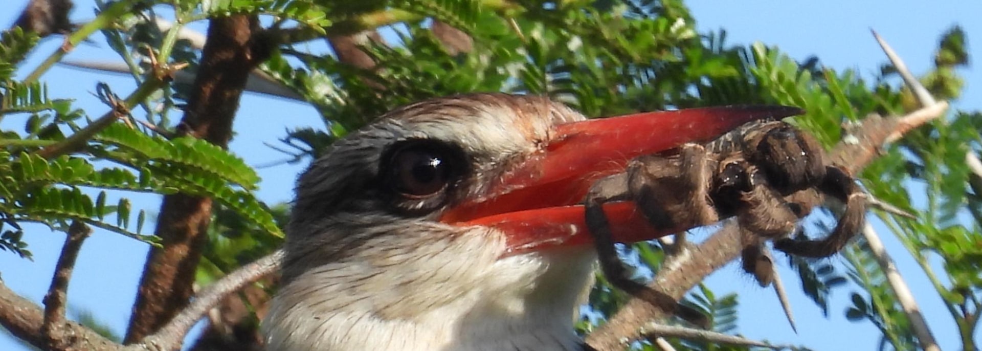 Brown-hooded Kingfisher