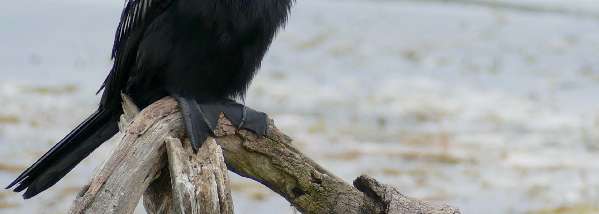 Reed Cormorant
