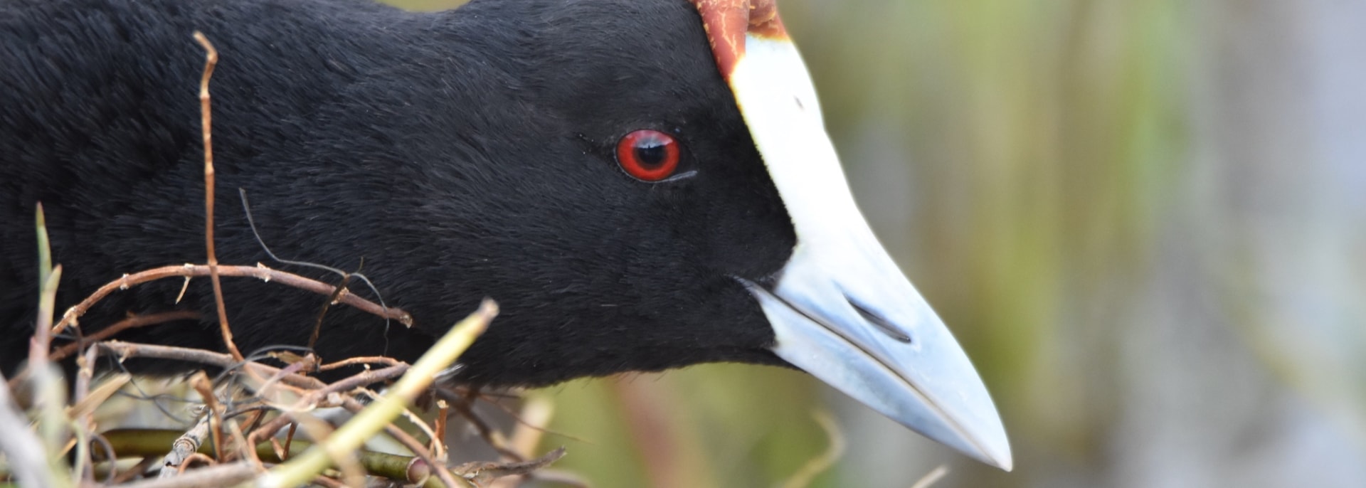 Red-knobbed Coot