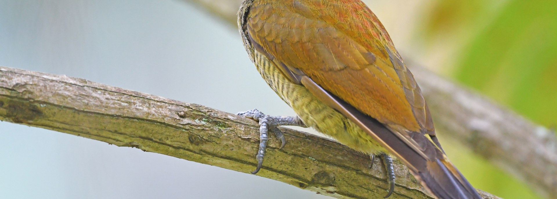 Olive Woodpecker