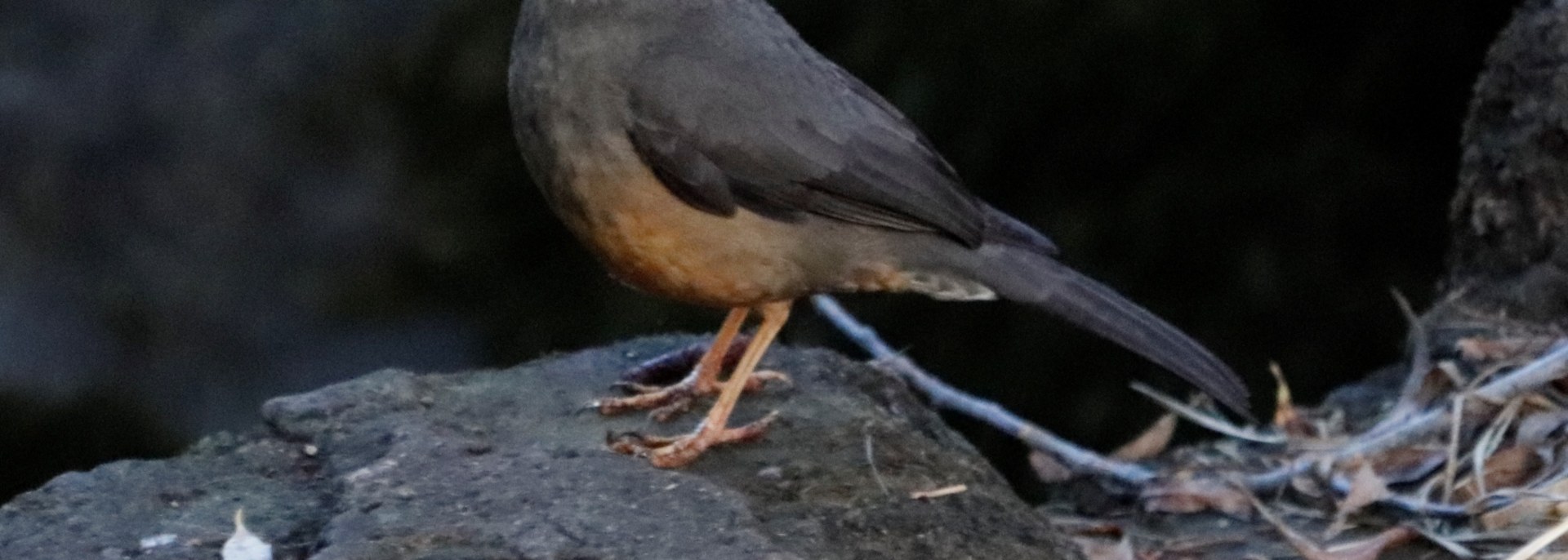 Karoo Thrush