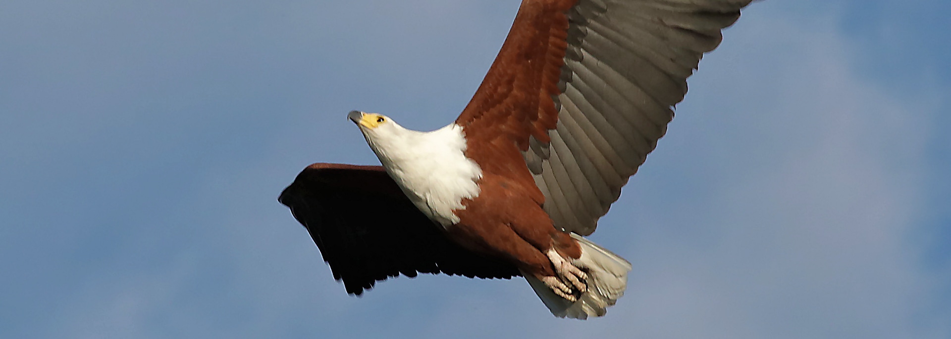African Fish Eagle