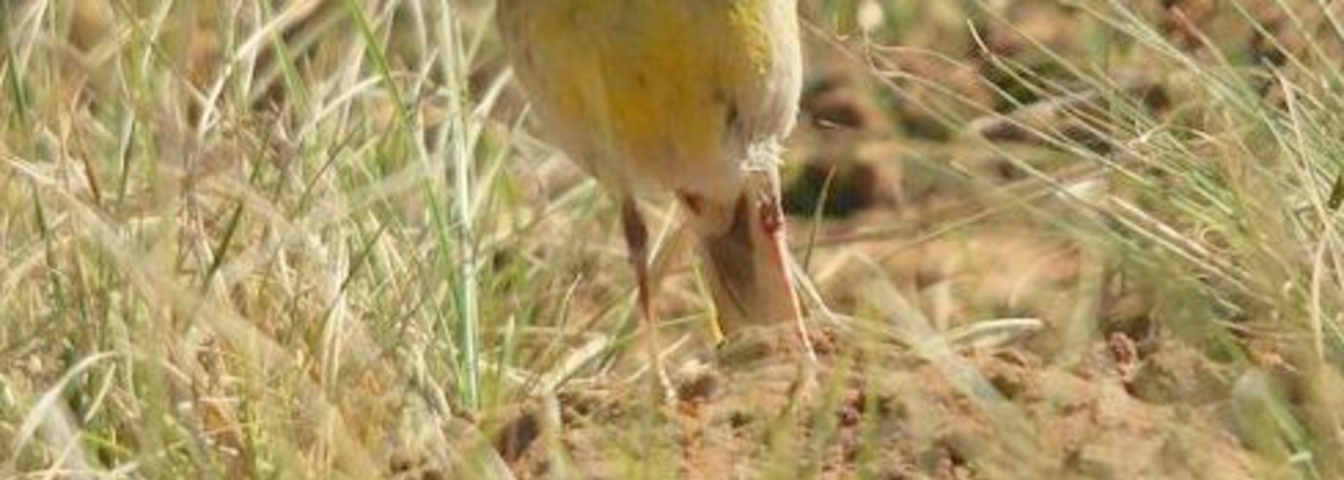 Yellow-breasted Pipit