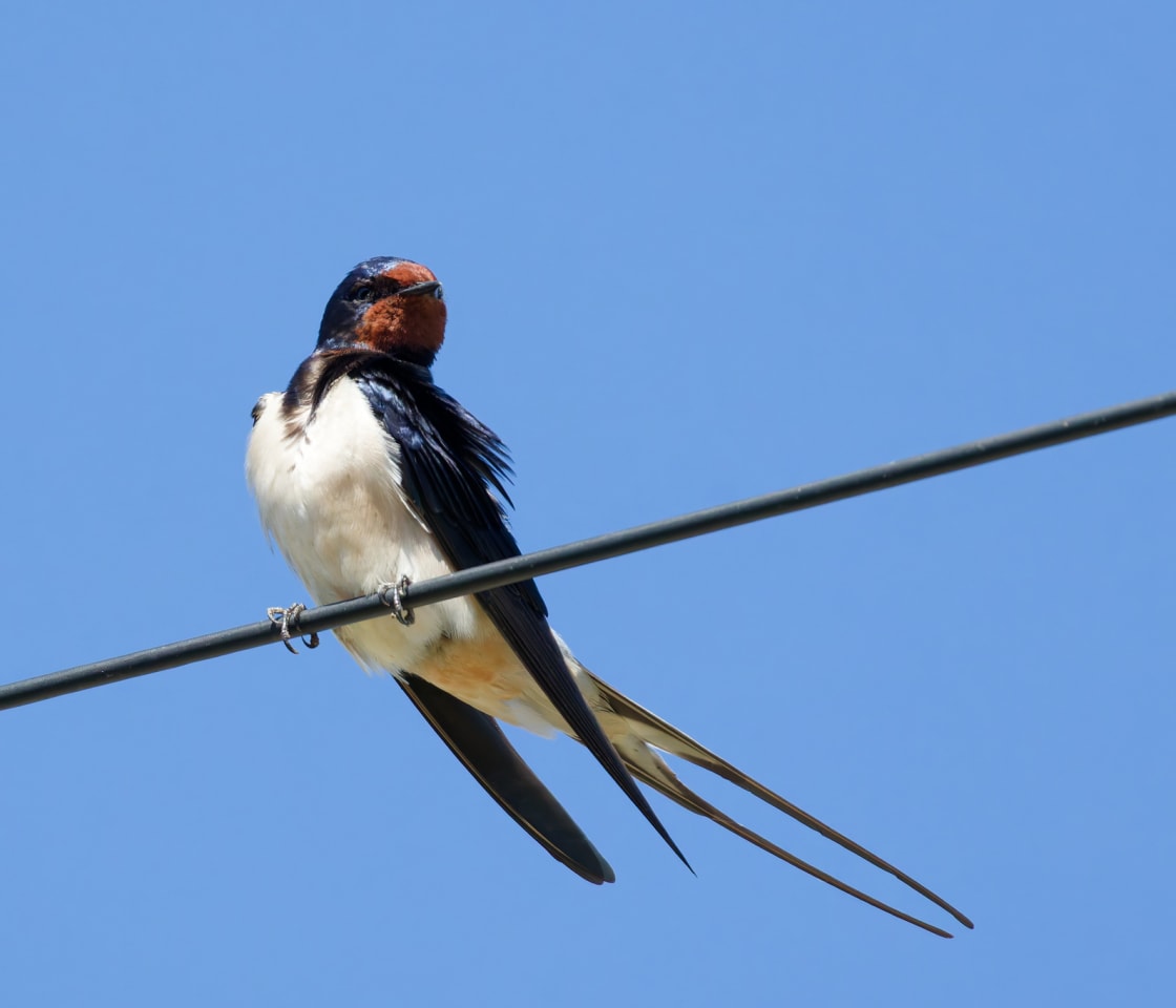 Barn Swallow
