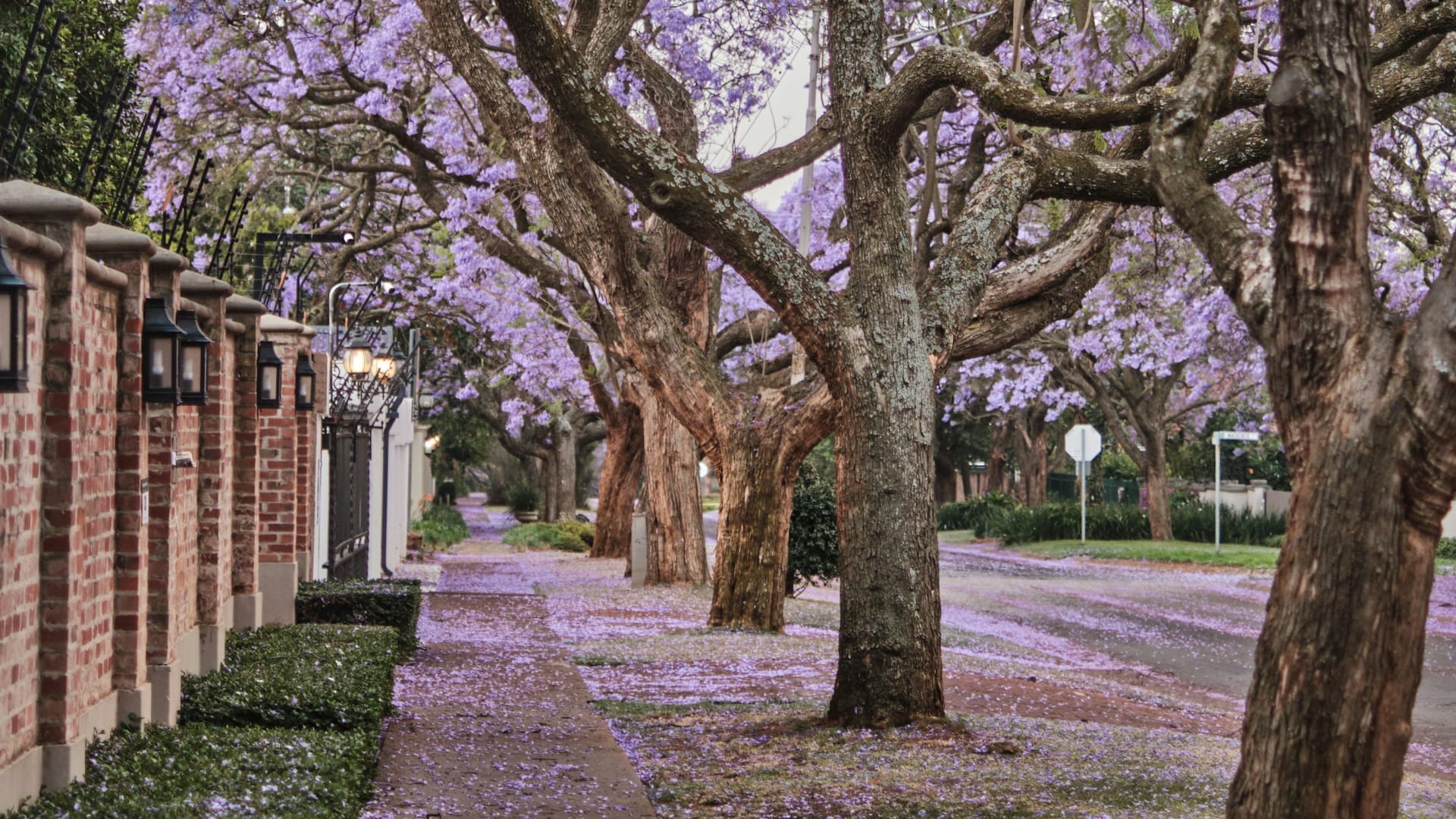 Jacarandas in flower along a Pretoria street