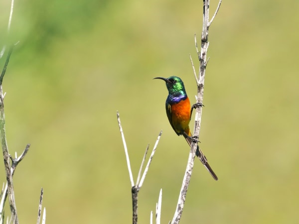 Orange-breasted Sunbird