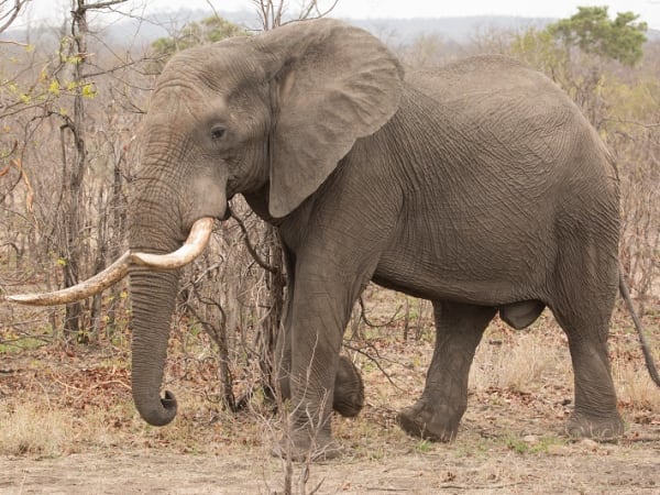 African Elephant