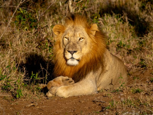 Lion