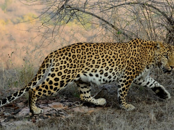 Leopard