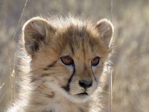 Cheetah