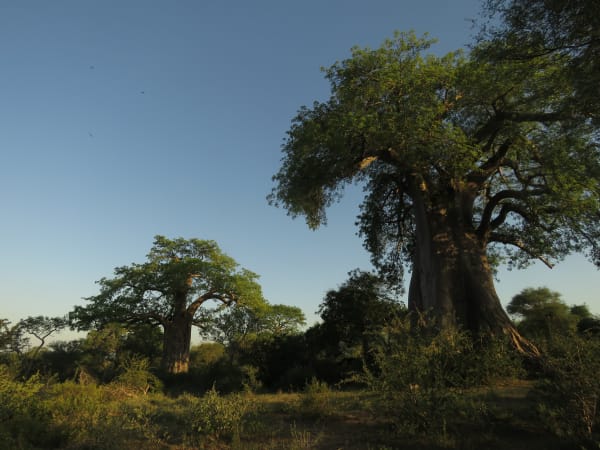 Baobab
