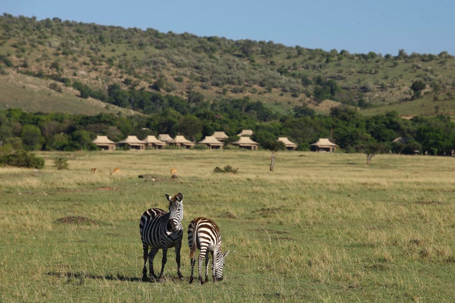 Zebra grazing the Masai Mara grassland below the tents of Kichwa Tembo