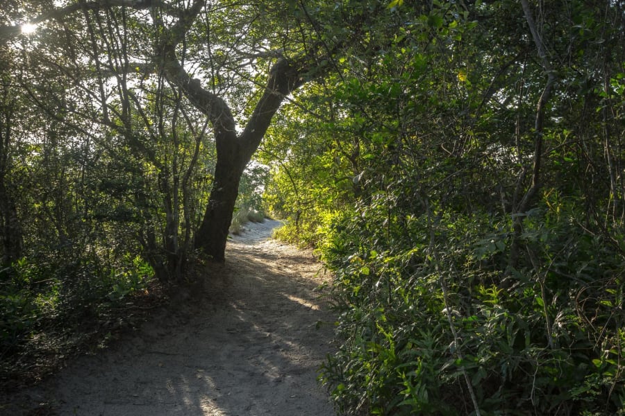 A sand-forest path in morning light at Kosi Forest Lodge