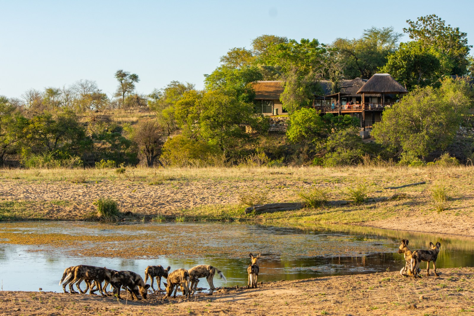 Tuskers Safari Lodge overlooking a waterhole with wild dogs