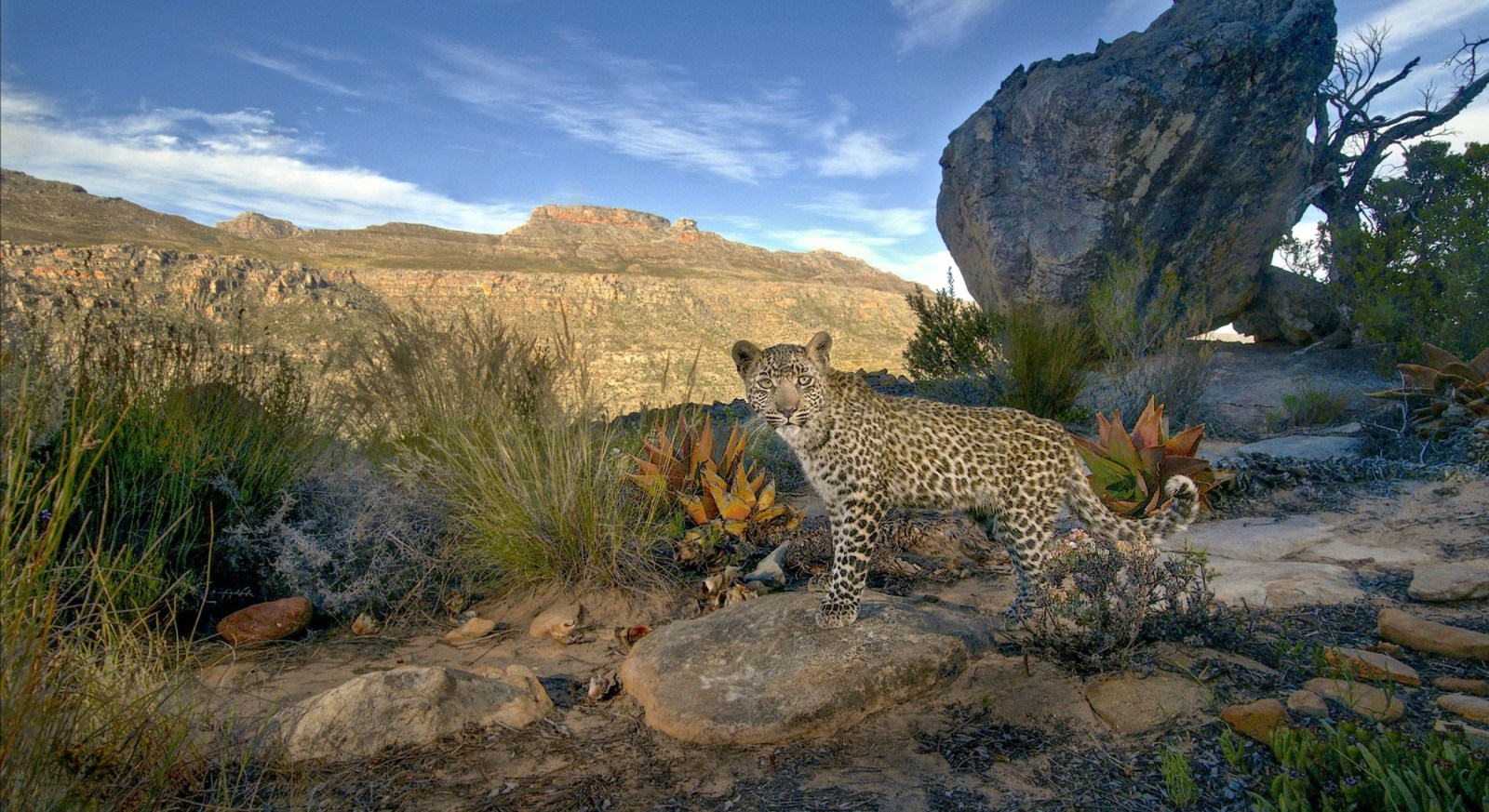 Cape Leopard Trust