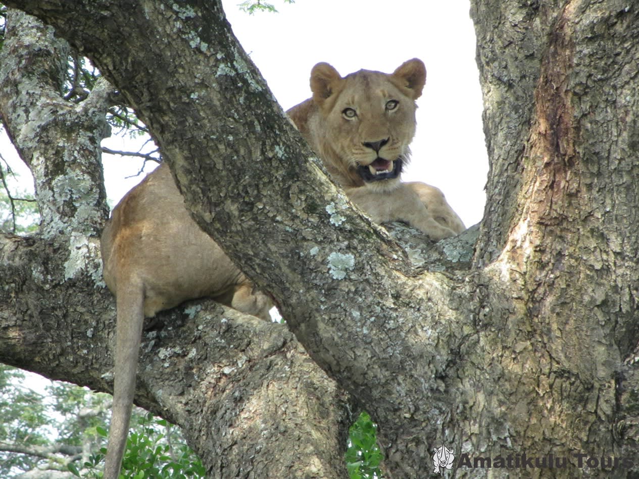 Hluhluwe-iMfolozi Park – Mpila Camp