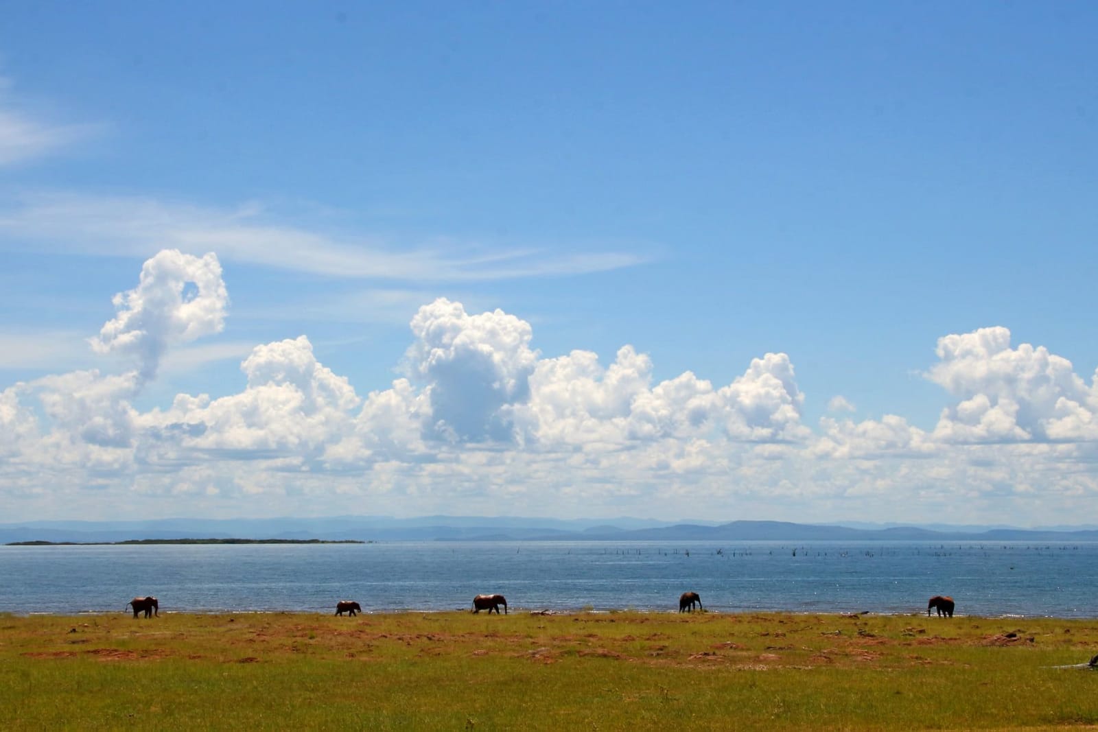 Rhino Safari Camp