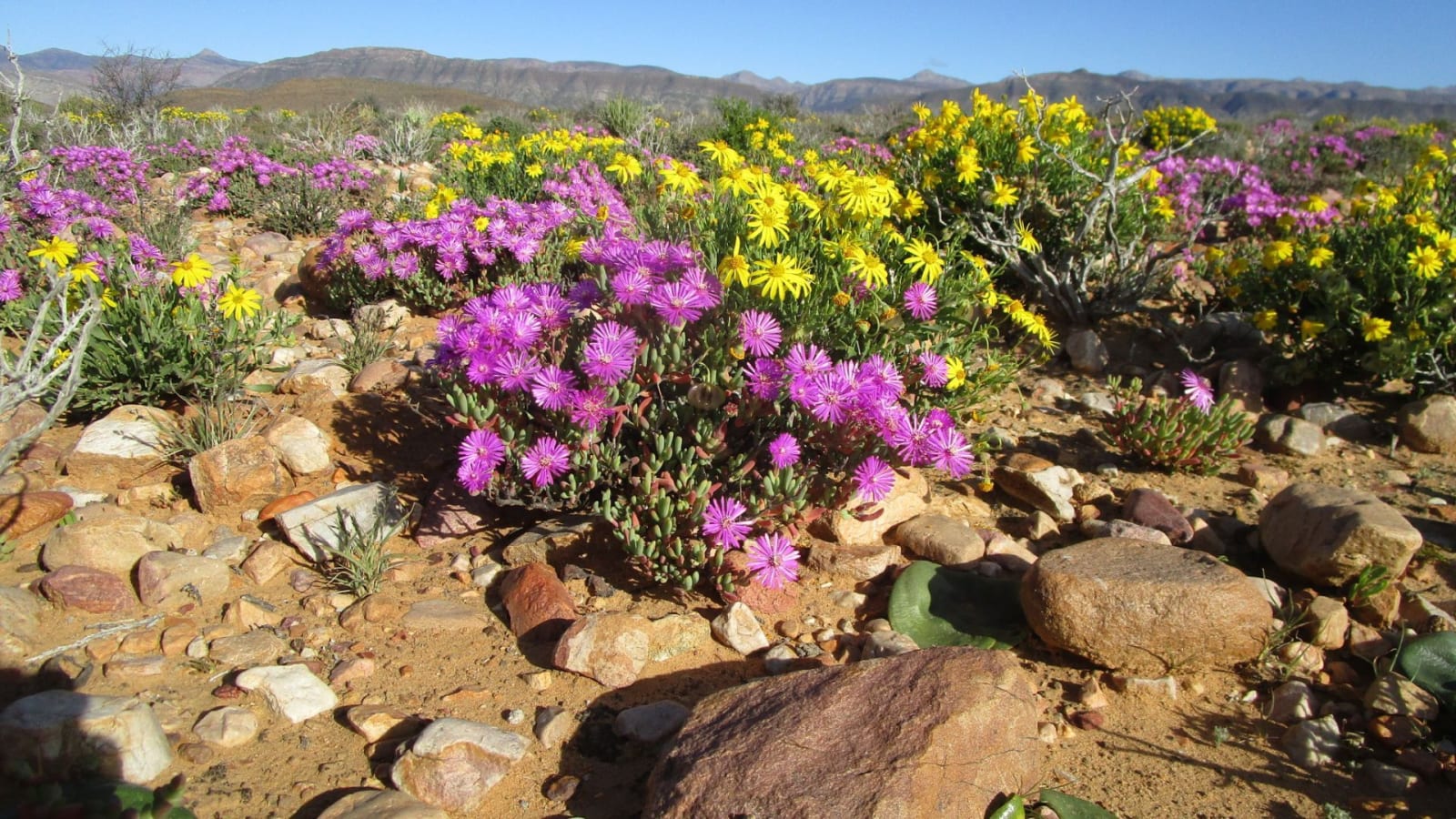 Wolwekraal Nature Reserve