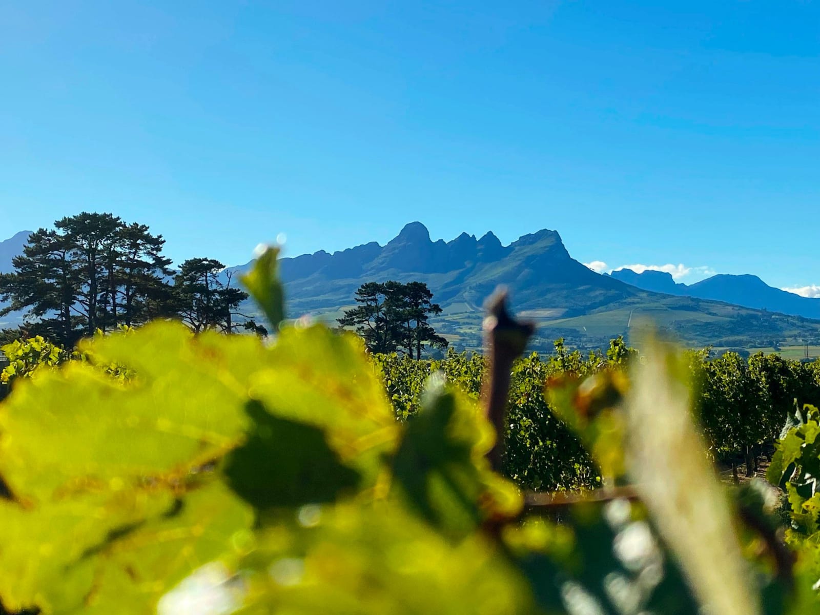 Somerset West area
