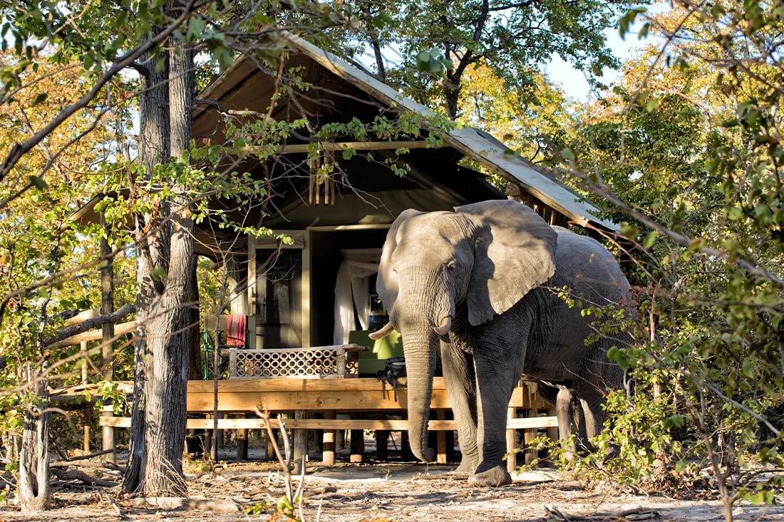 Elephant Pan