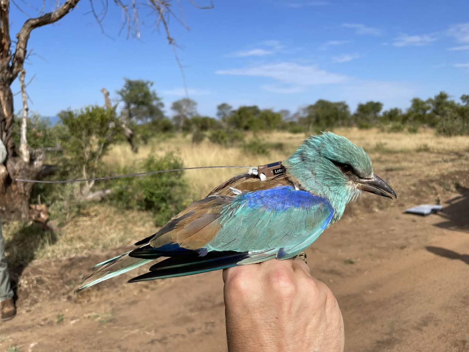 BirdLife South Africa