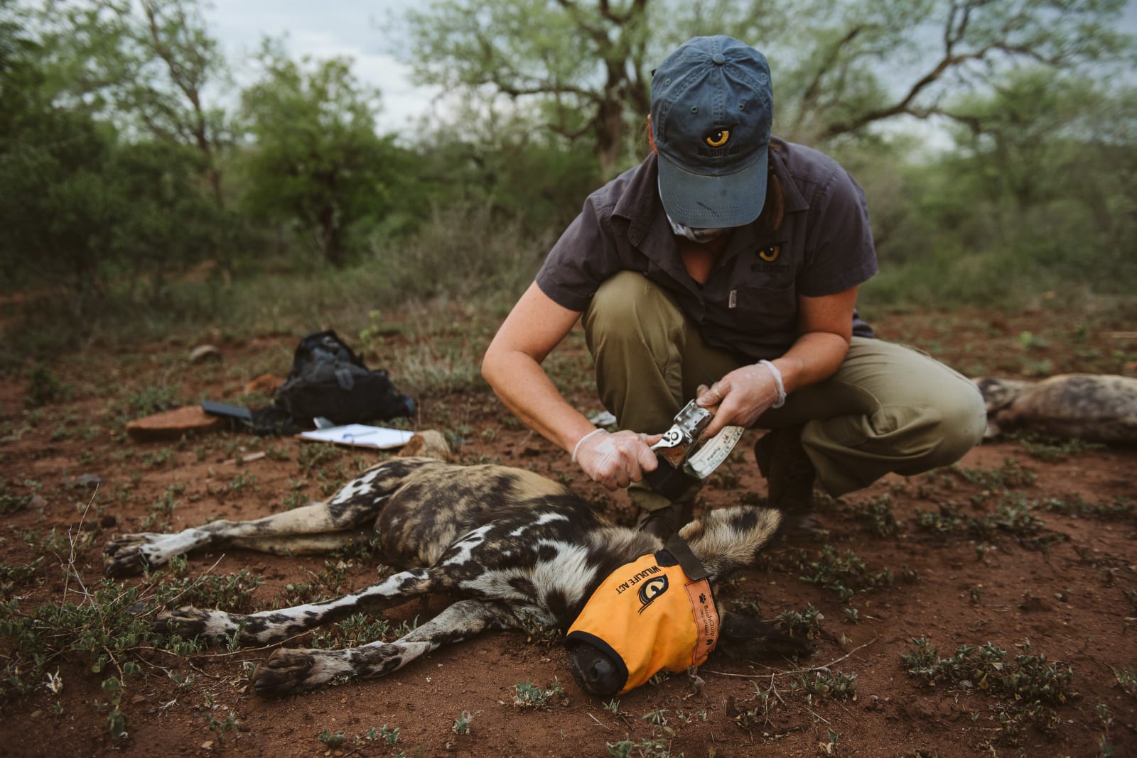 Wildlife ACT