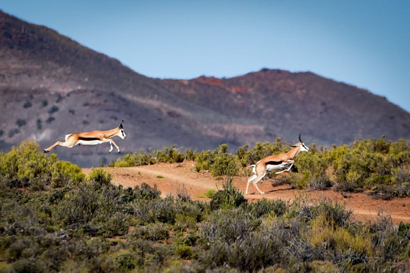 Mont Eco Game Reserve area