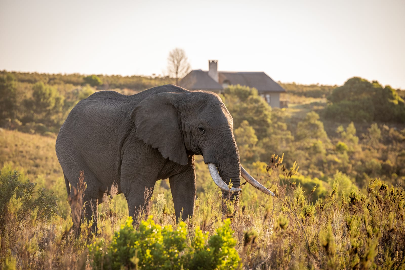 Gondwana Game Reserve area