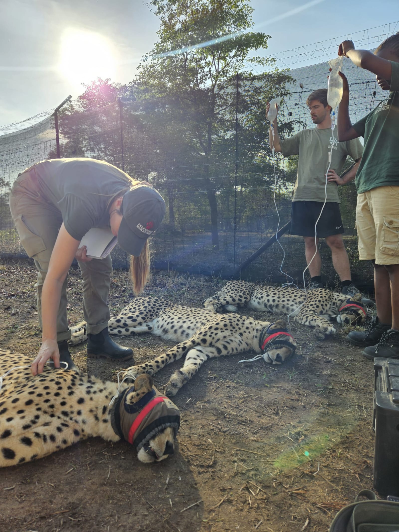 Endangered Wildlife Trust