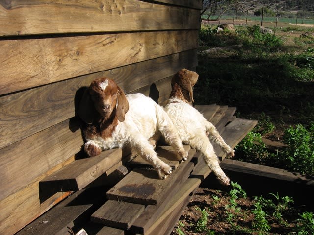 Bo-kloof Guest Farm