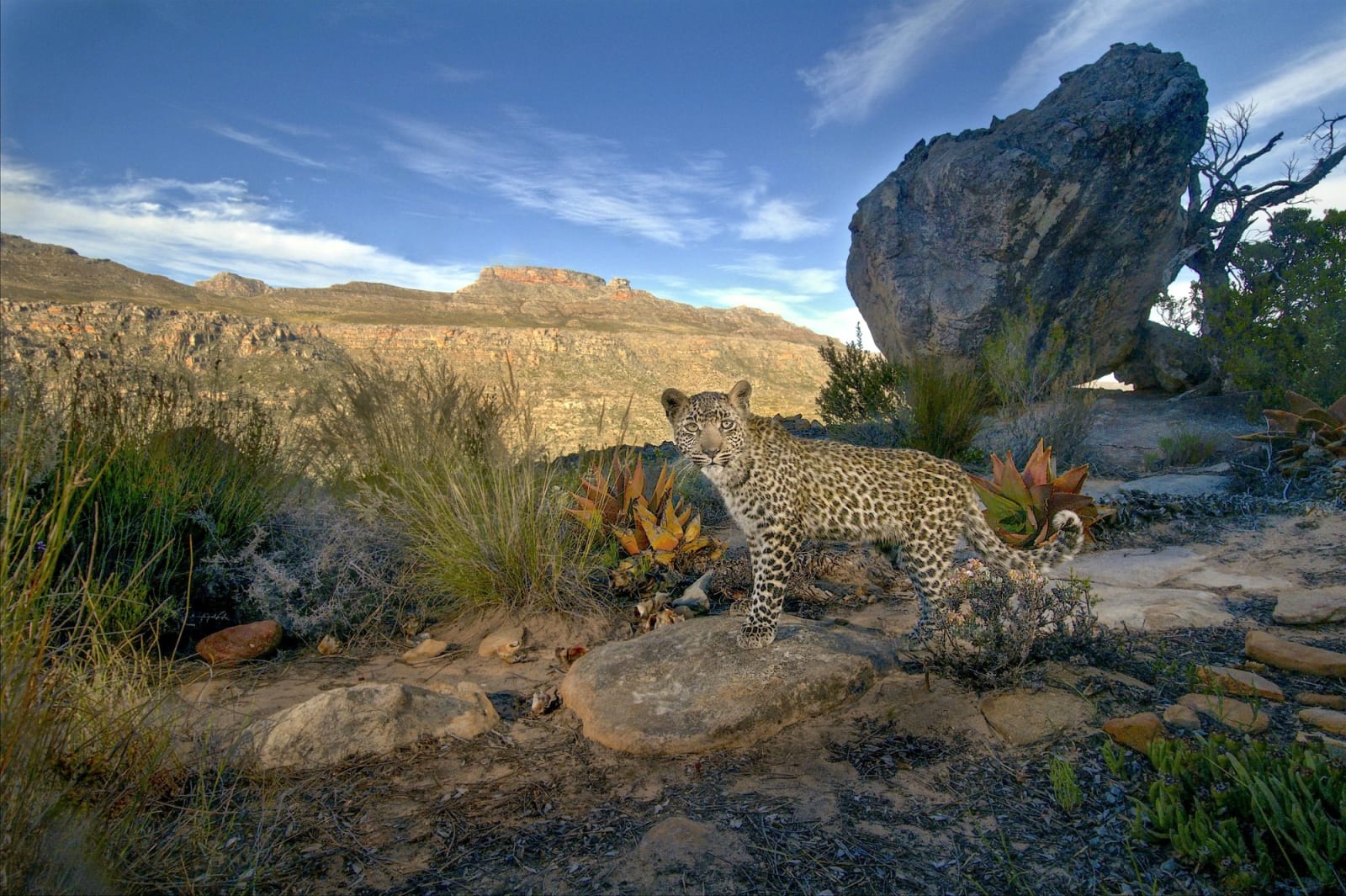 Cape Leopard Trust